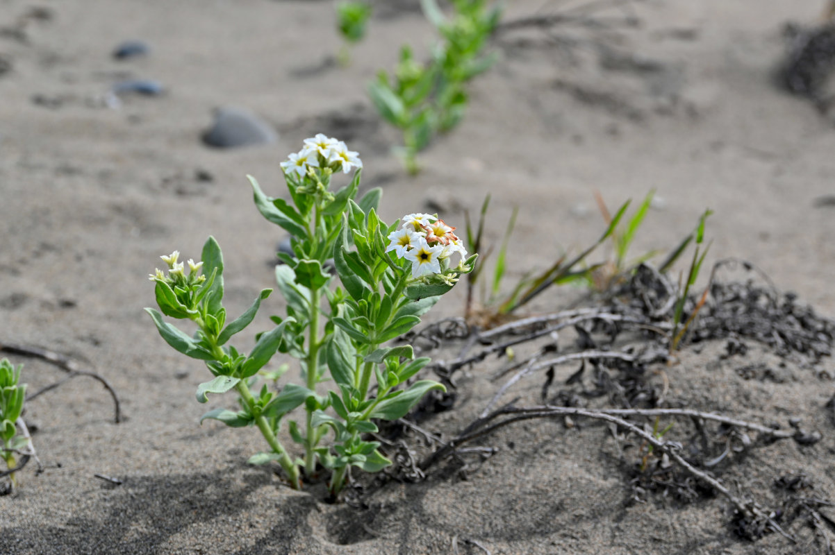 Изображение особи Argusia sibirica.