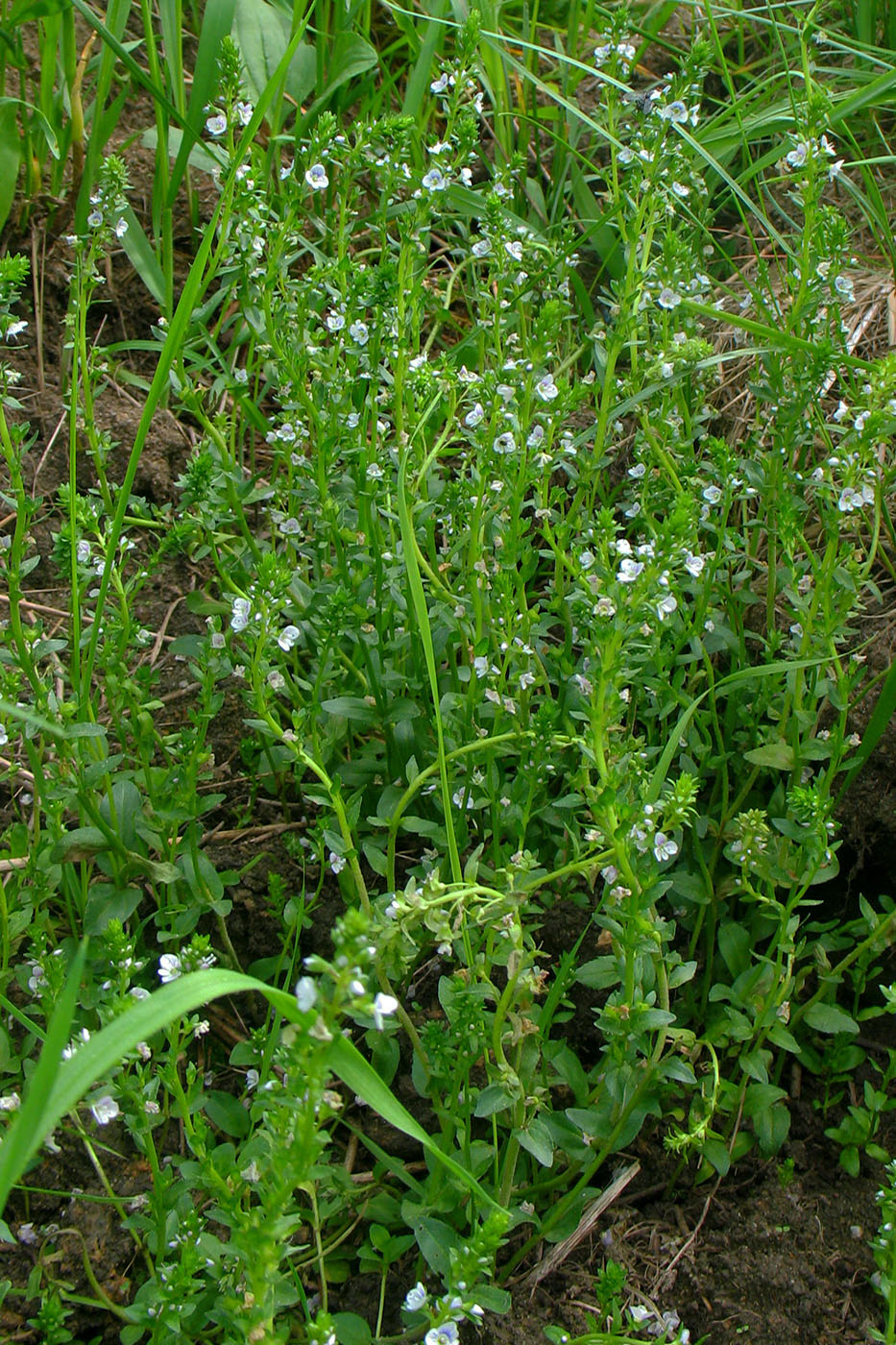 Изображение особи Veronica serpyllifolia.