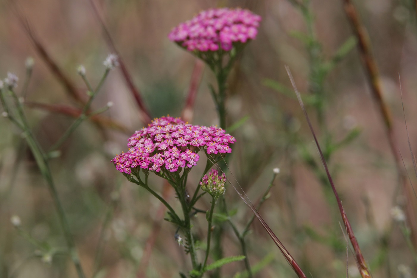Image of Achillea millefolium specimen.