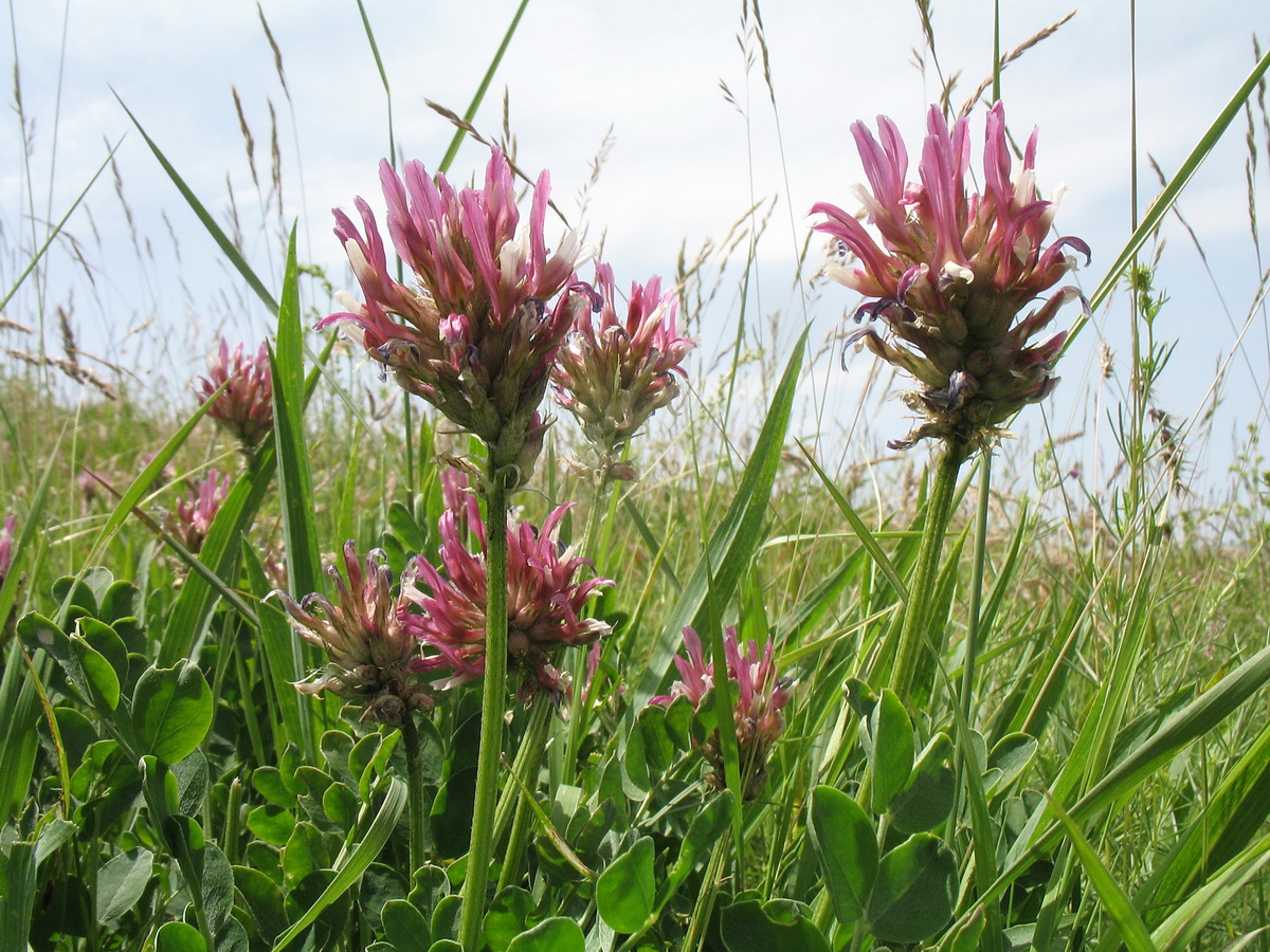 Image of Astragalus platyphyllus specimen.