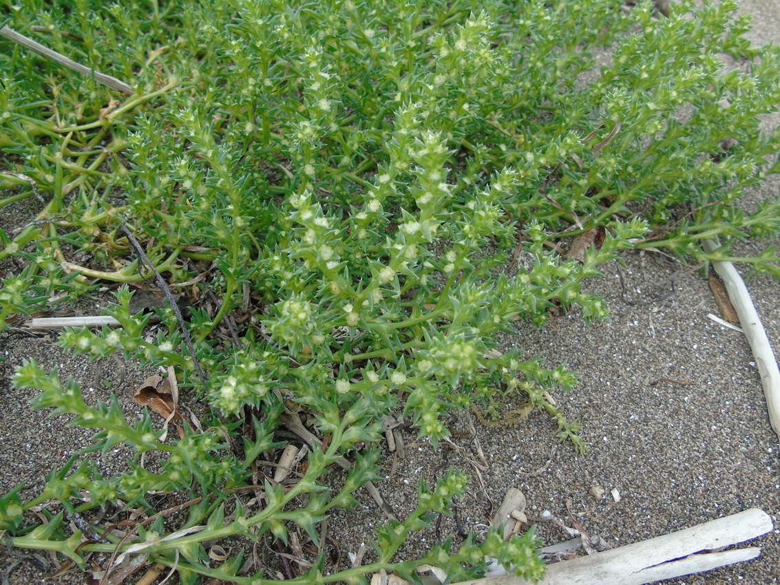 Image of Salsola komarovii specimen.