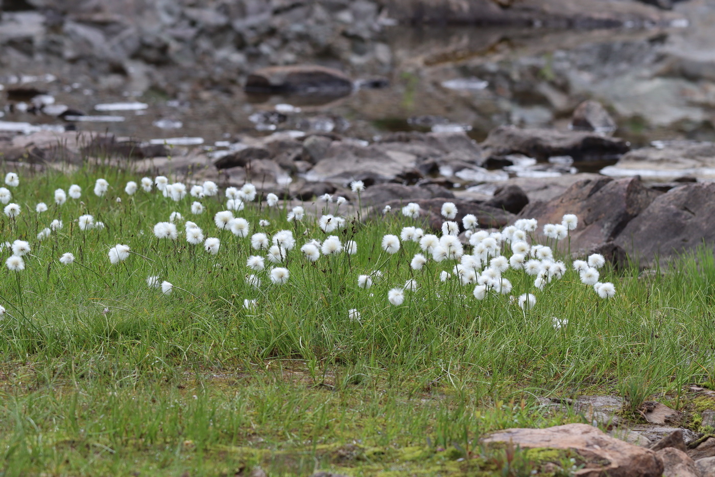 Изображение особи Eriophorum humile.