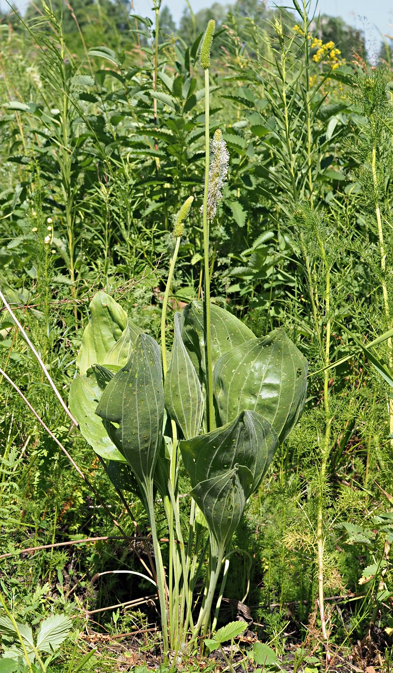 Изображение особи Plantago maxima.