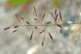 Eragrostis minor