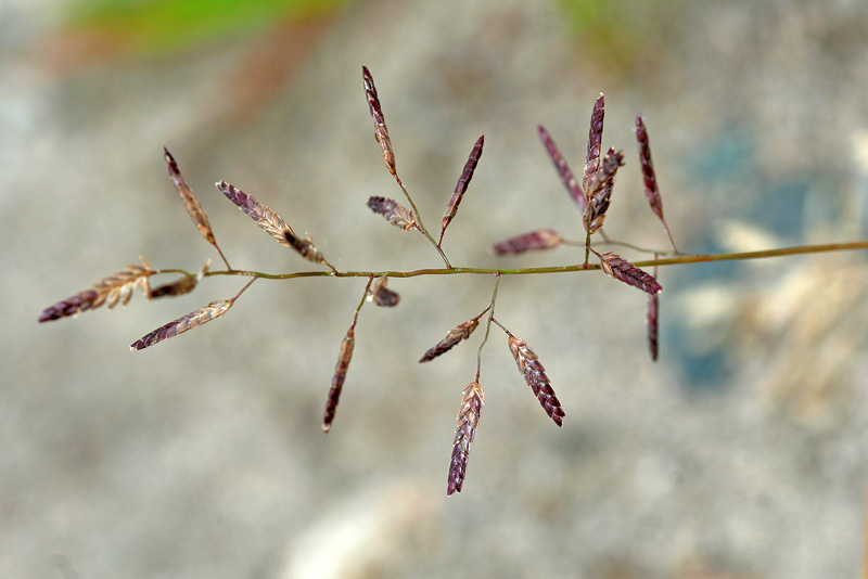 Image of Eragrostis minor specimen.