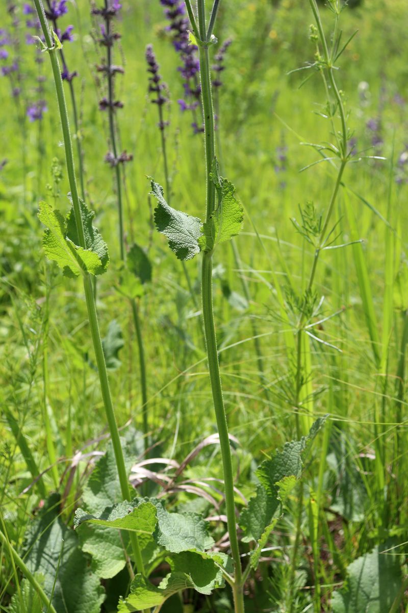 Image of Salvia stepposa specimen.