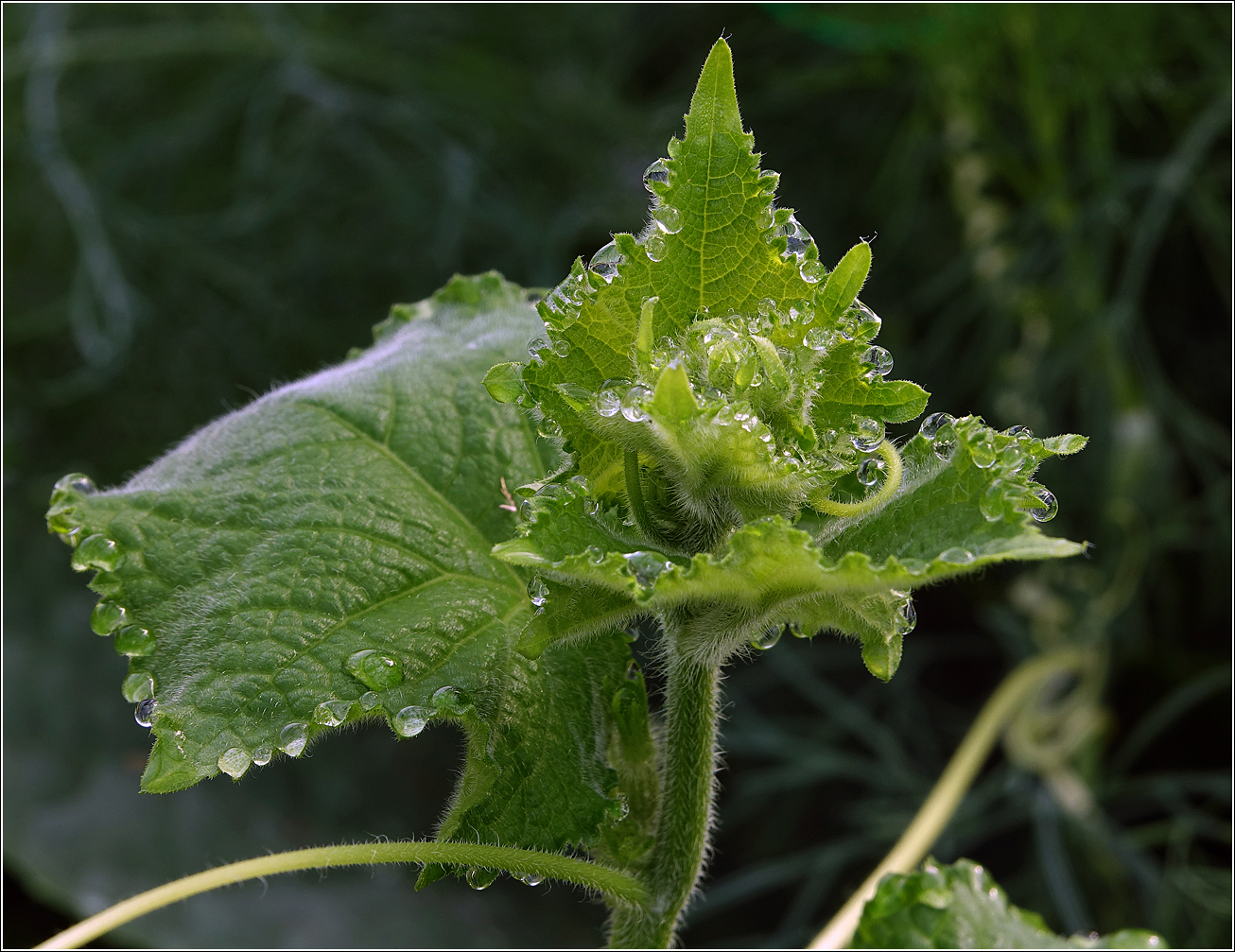 Image of Cucumis sativus specimen.