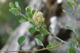 Atraphaxis pyrifolia
