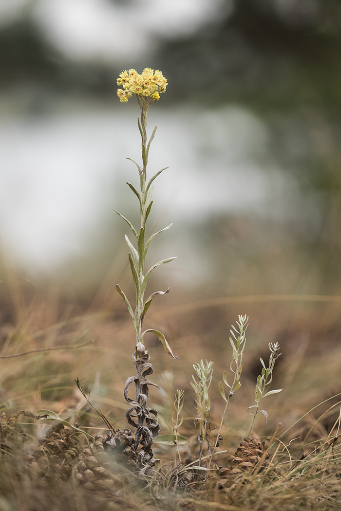 Image of Helichrysum arenarium specimen.