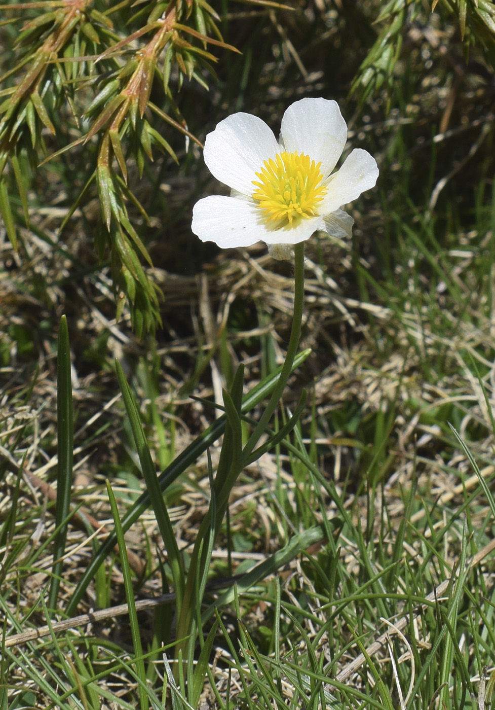 Изображение особи Ranunculus pyrenaeus.