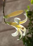 Ceiba insignis