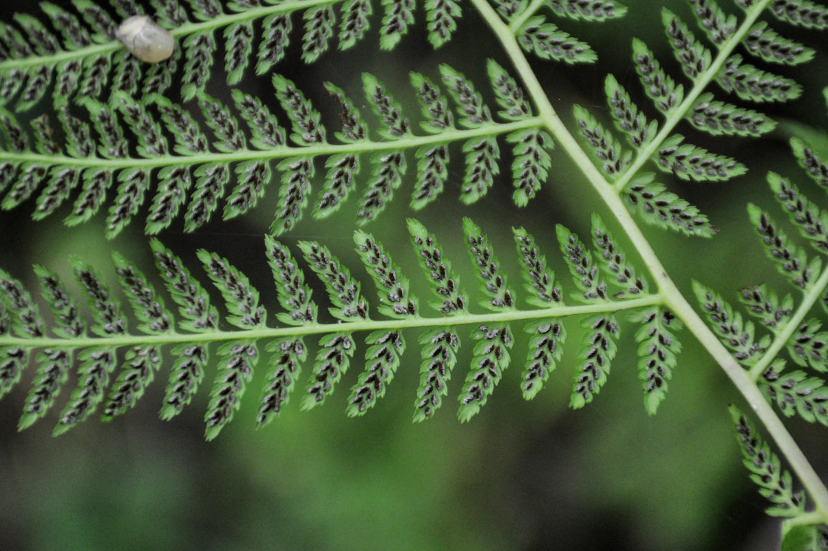 Изображение особи Athyrium monomachii.