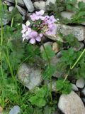 Cardamine macrophylla