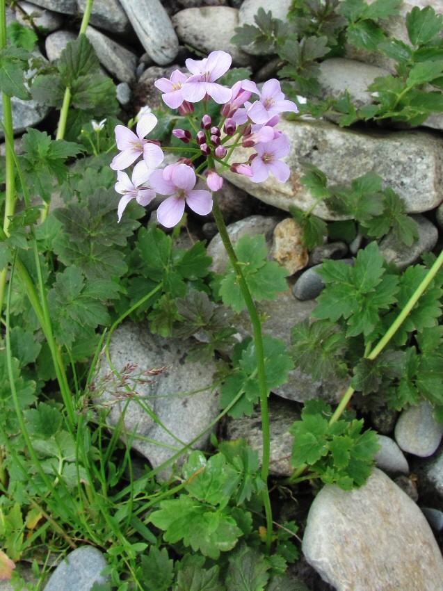 Изображение особи Cardamine macrophylla.