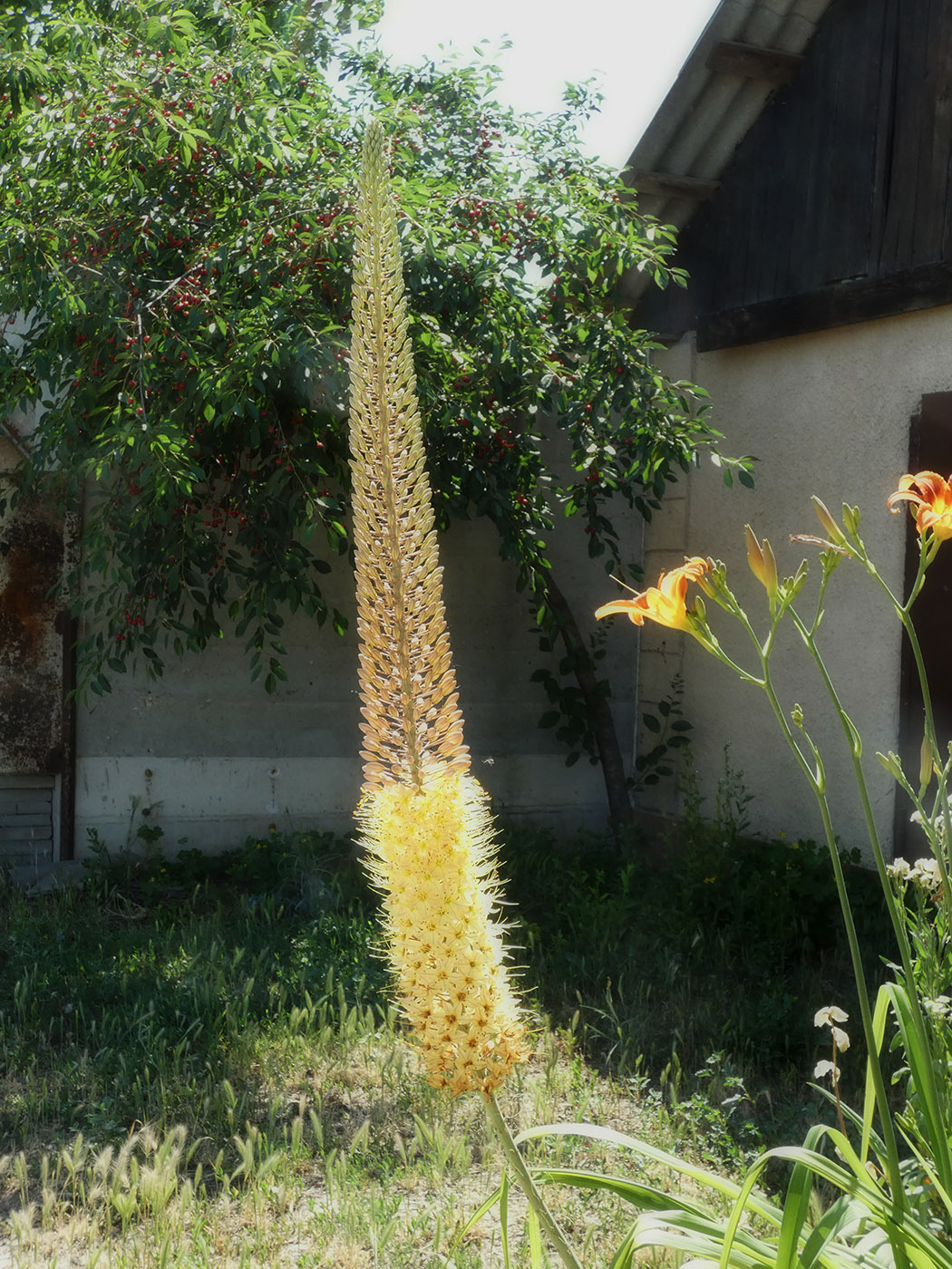 Изображение особи Eremurus stenophyllus.