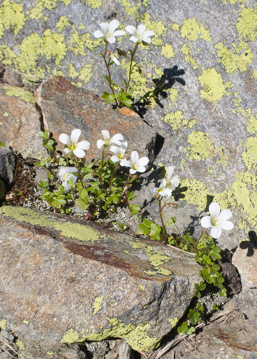 Изображение особи Saxifraga sibirica.