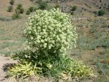 Ferula foetida