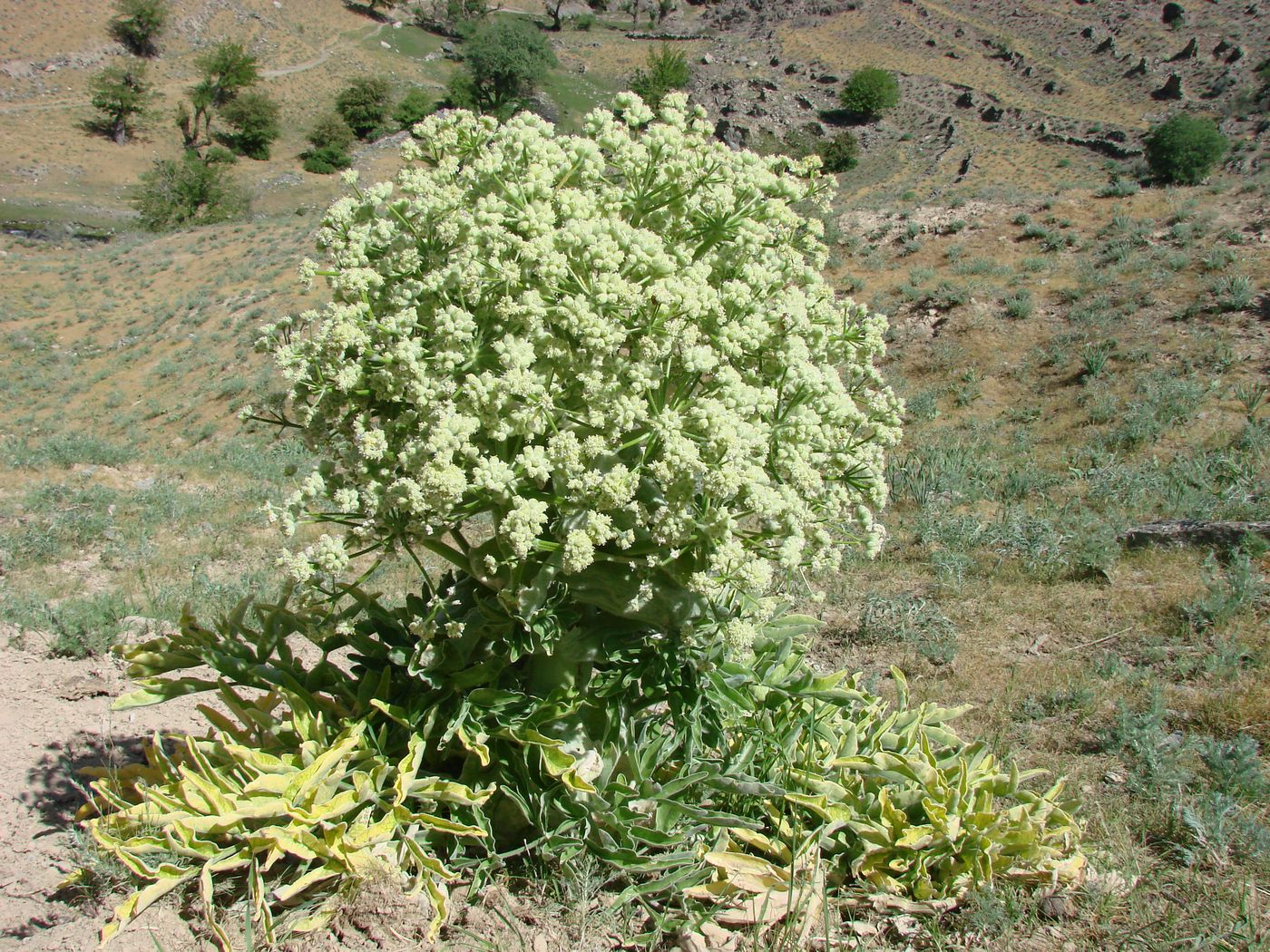 Image of Ferula foetida specimen.