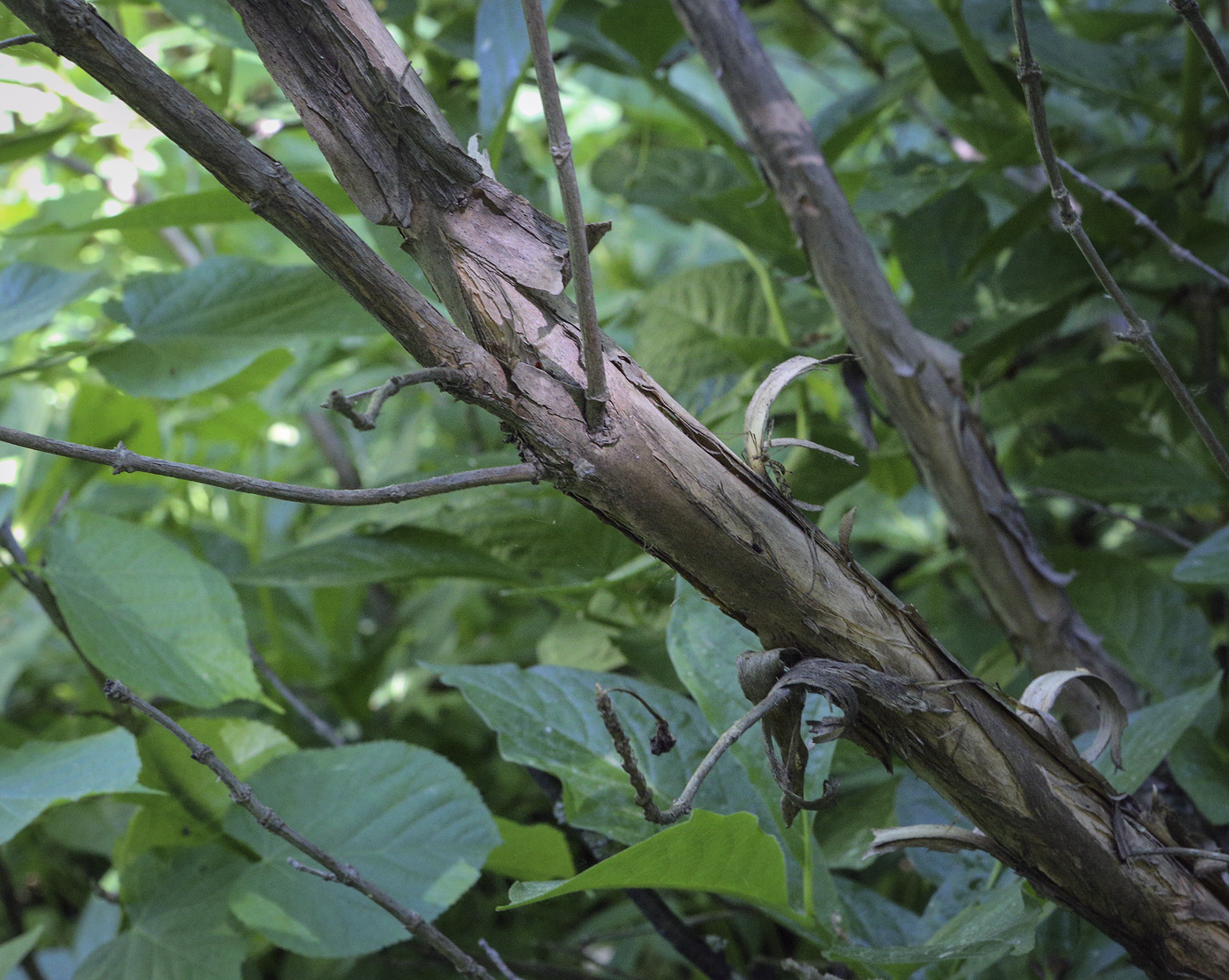 Image of Lonicera alpigena specimen.