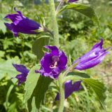 Campanula latifolia. Часть соцветия. Карачаево-Черкесия, Урупский р-н, Кавказский биосферный заповедник, Имеретинское ущелье, ≈ 1900 м н.у.м., субальпийский луг. 30.07.2022.