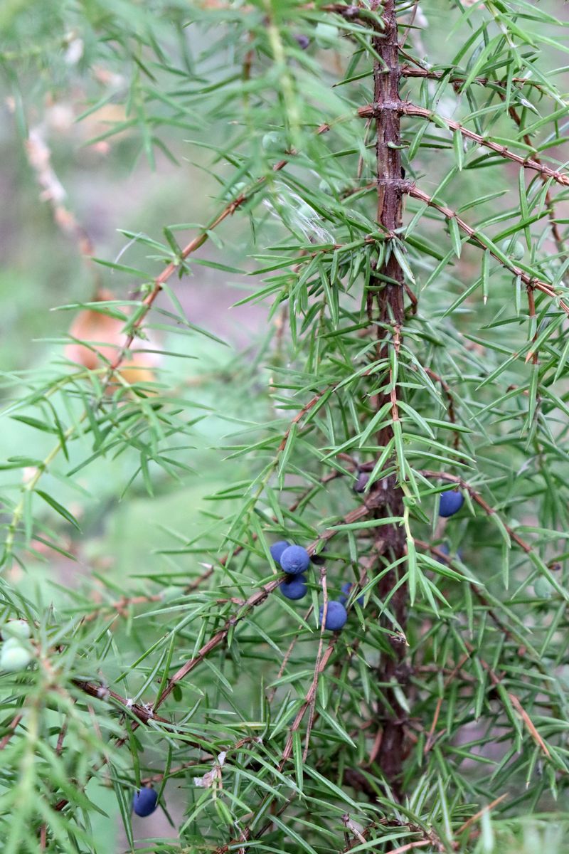 Изображение особи Juniperus communis.