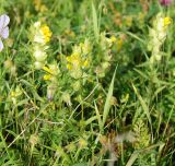 Rhinanthus serotinus