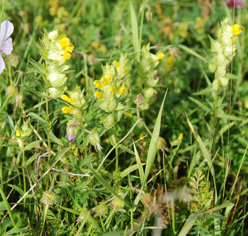 Изображение особи Rhinanthus serotinus.