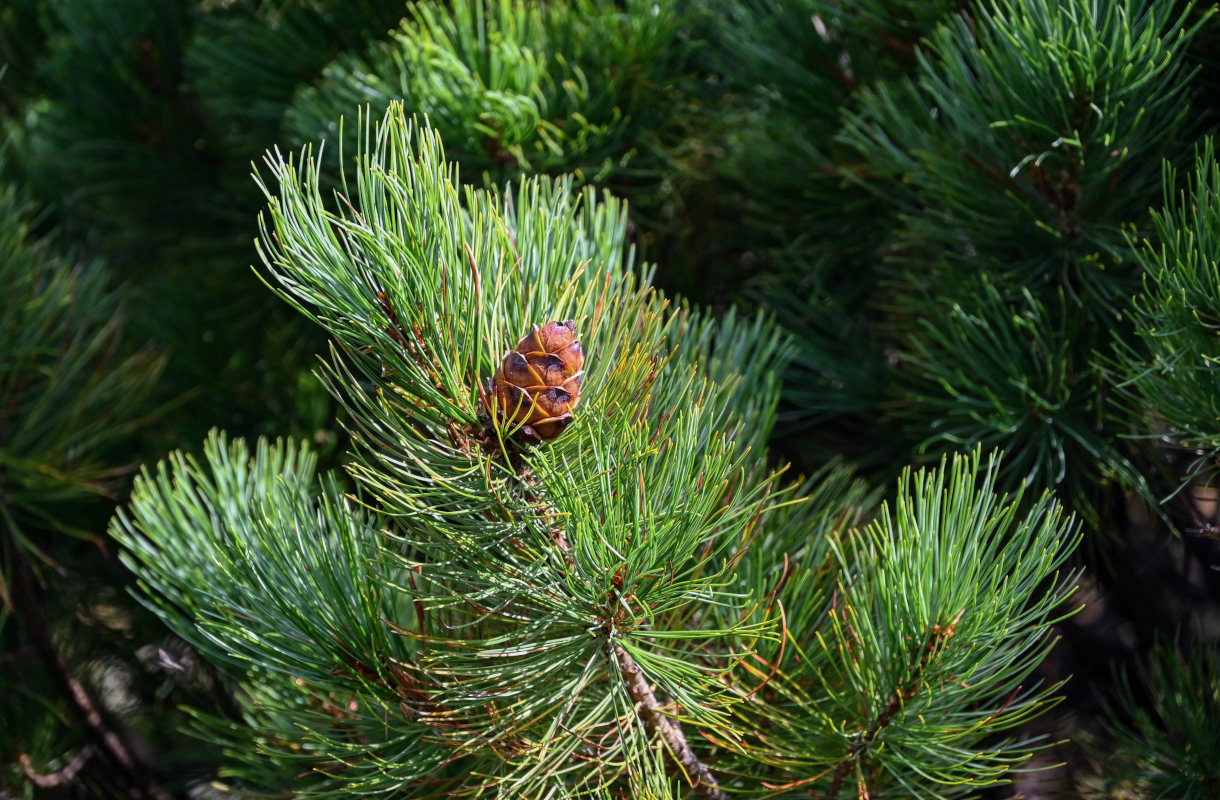 Image of Pinus pumila specimen.