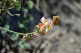 genus Onobrychis. Соцветие. Чечня, Итум-Калинский р-н, ур. Цой-Педе, ≈ 1200 м н.у.м., каменистый участок лугового склона. 27.07.2022.