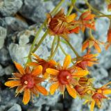 Saxifraga aizoides. Цветки. Кольский полуостров, горы Хибины, обмелевшее русло руч. Лявойок, песчано-каменная россыпь. Август.