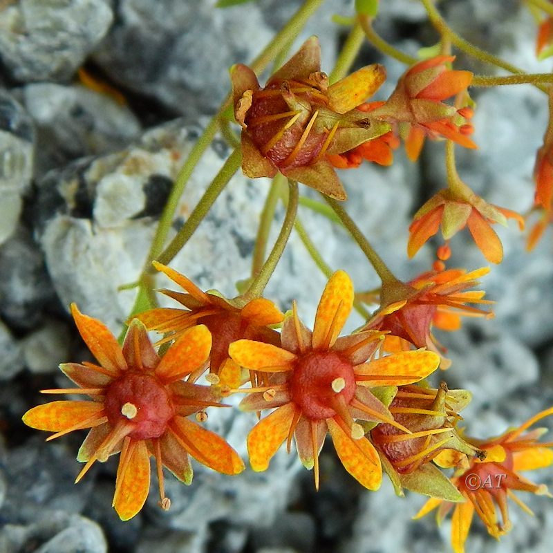 Изображение особи Saxifraga aizoides.