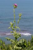 Silybum marianum. Верхушка цветущего растения. Израиль, г. Бат-Ям, высокий берег Средиземного моря. 28.03.2023.