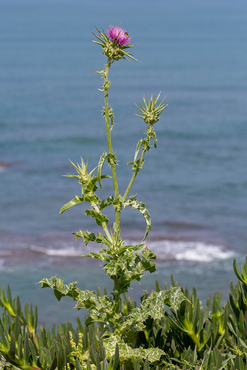 Image of Silybum marianum specimen.