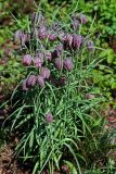 Fritillaria meleagris. Цветущие растения. Москва, ботанический сад МГУ \"Аптекарский огород\", в культуре. 07.05.2010.