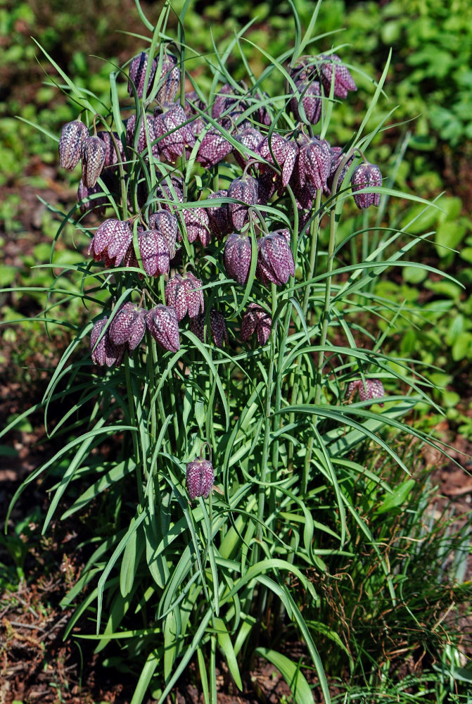 Изображение особи Fritillaria meleagris.