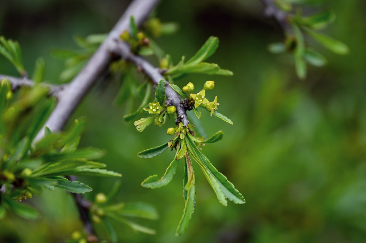 Image of Rhamnus erythroxyloides specimen.