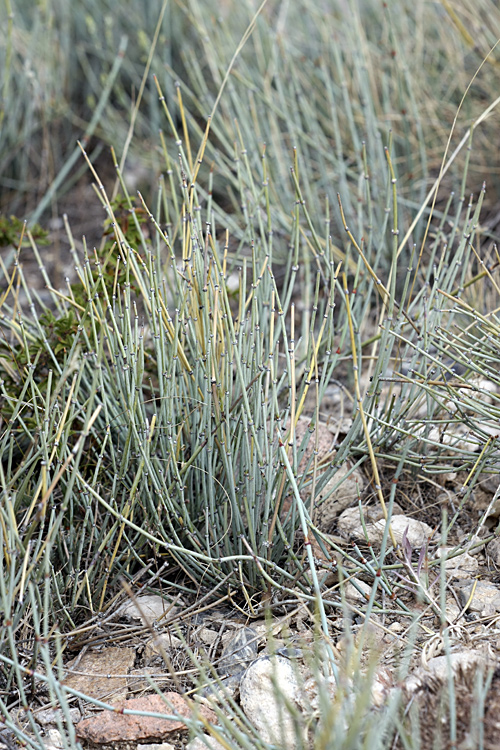 Image of Ephedra intermedia specimen.