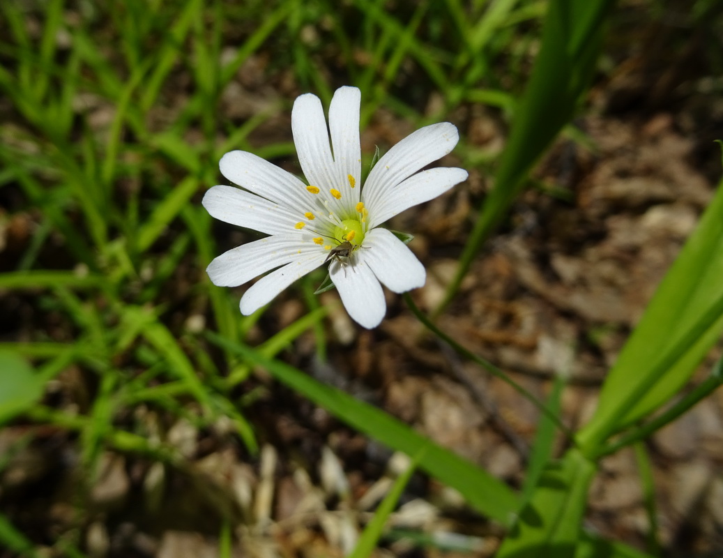 Image of Stellaria holostea specimen.