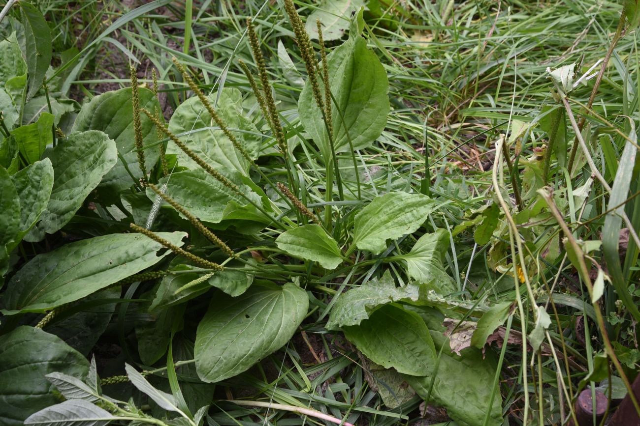 Изображение особи Plantago major.