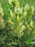 Astragalus calycinus. Соцветие. Краснодарский край, окр. г. Армавир, степной склон. 06.05.2023.