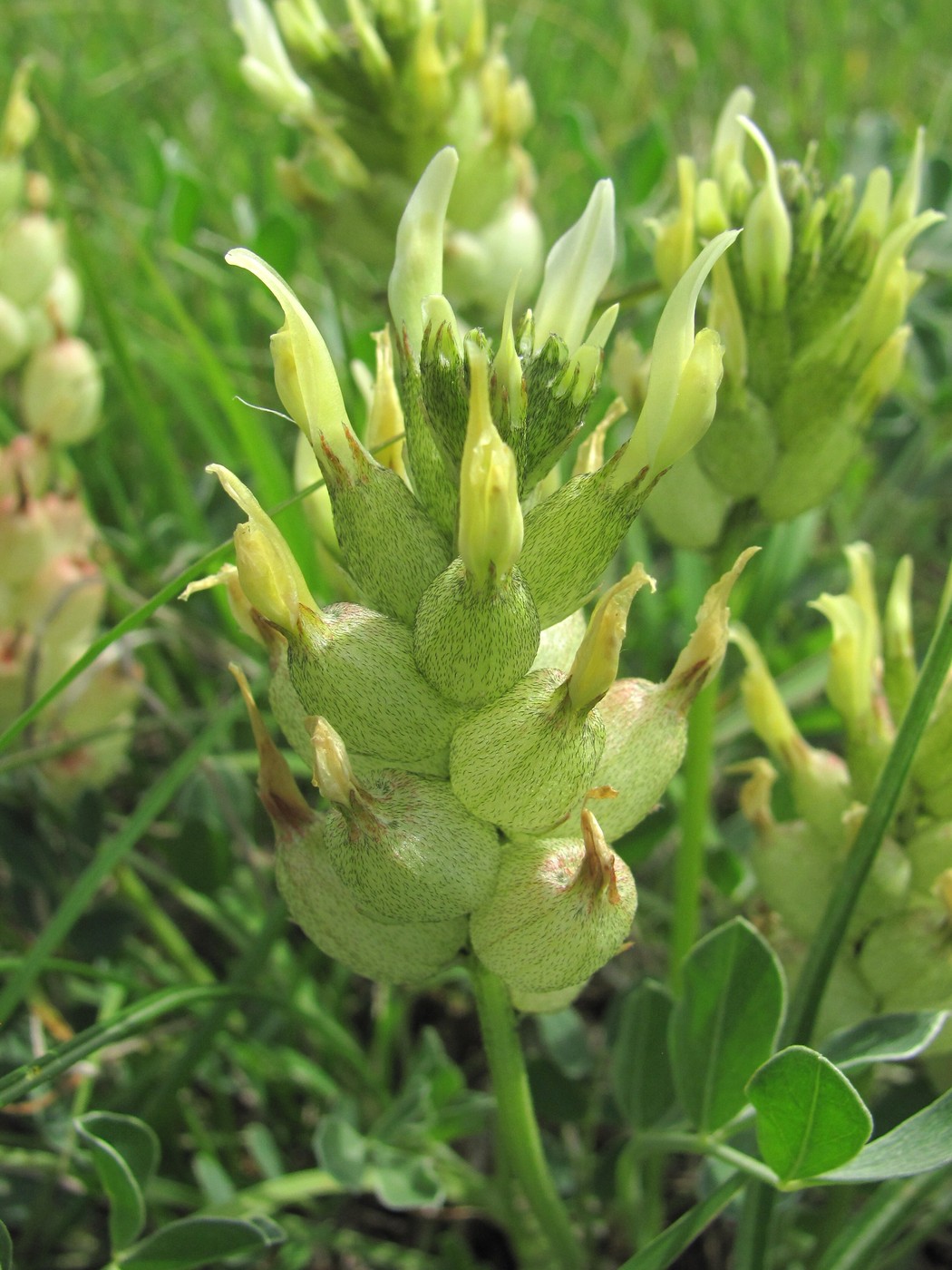 Изображение особи Astragalus calycinus.