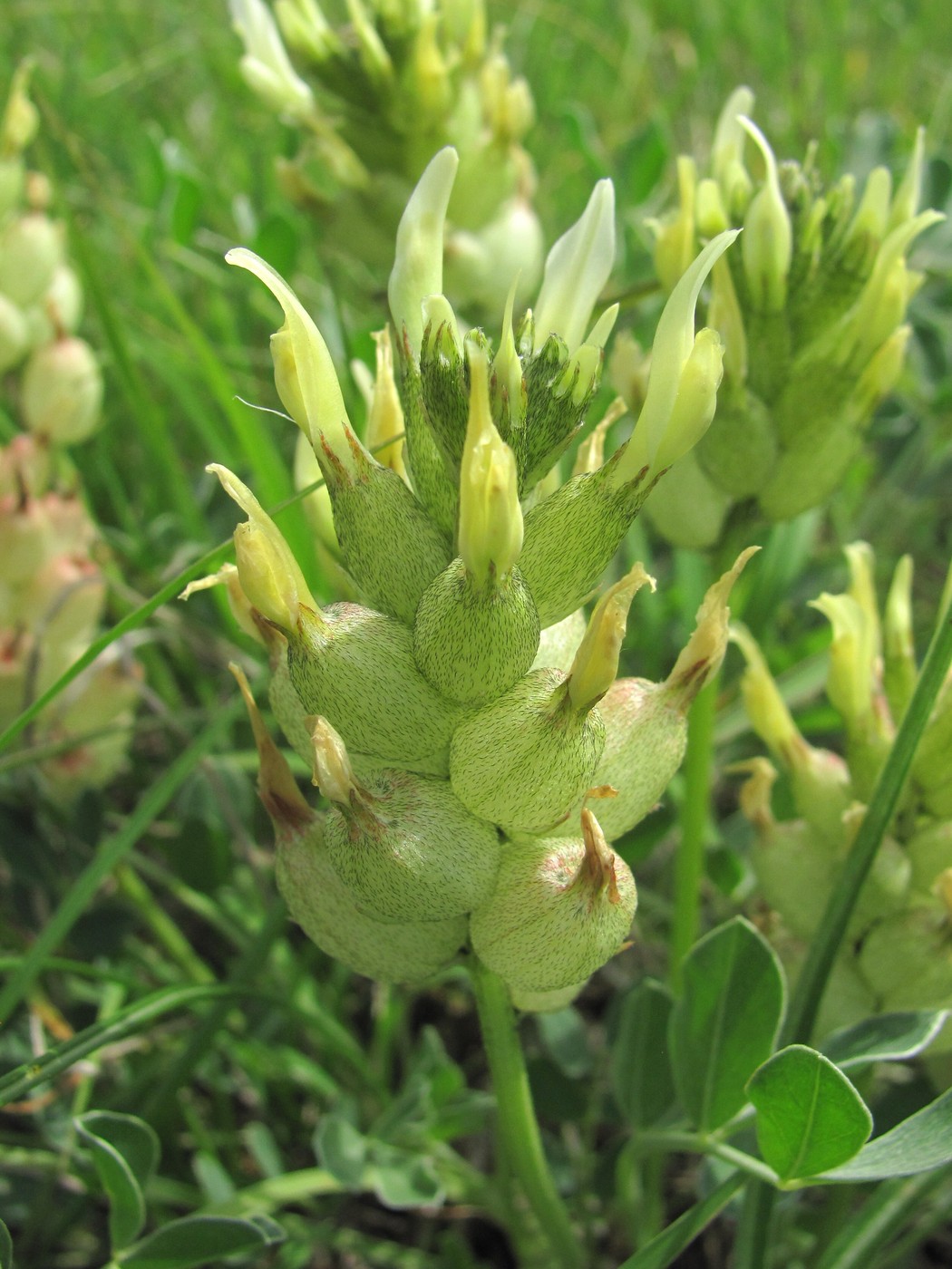 Image of Astragalus calycinus specimen.