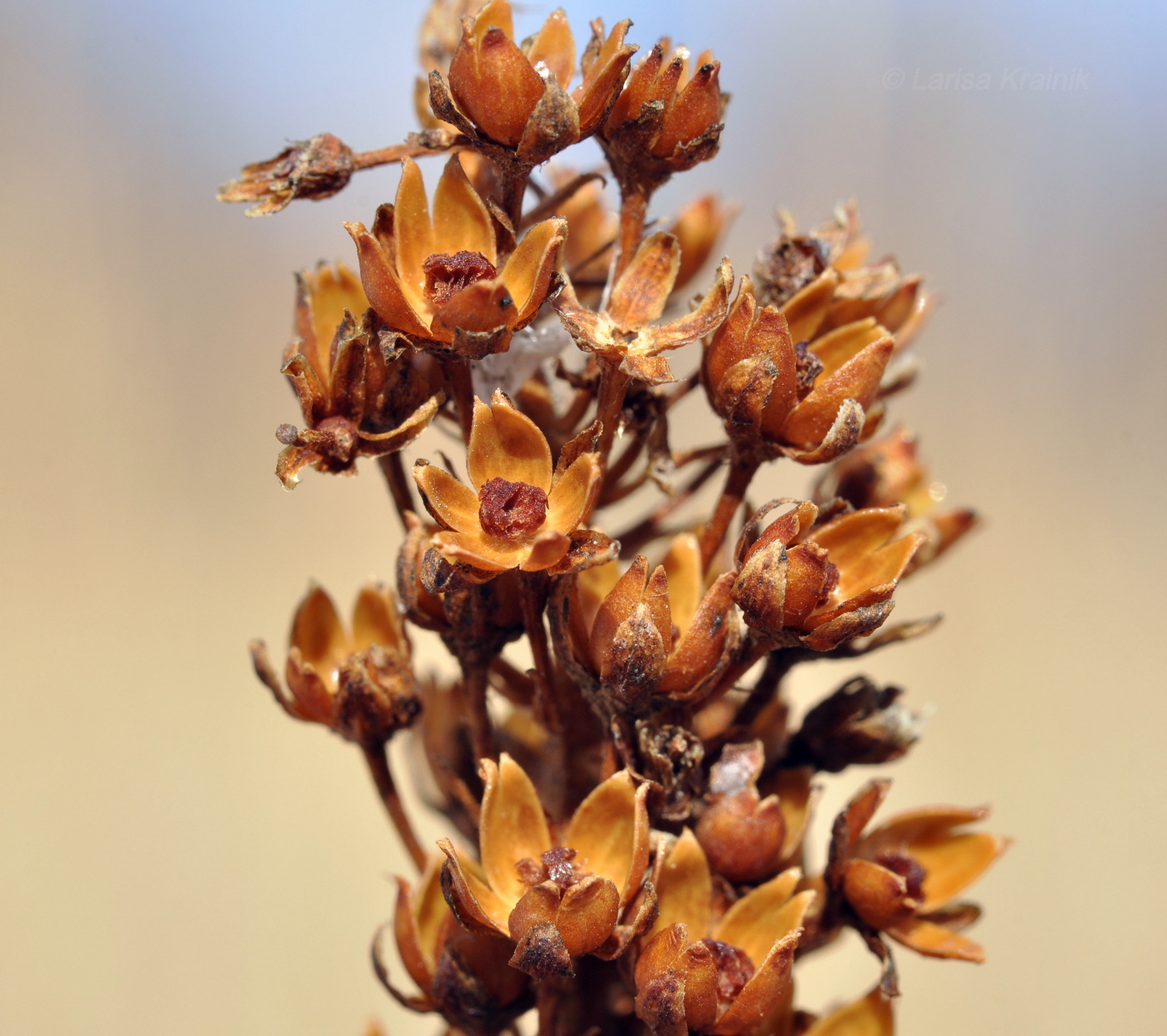 Image of Lysimachia barystachys specimen.