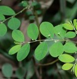 Phyllanthus rotundifolius