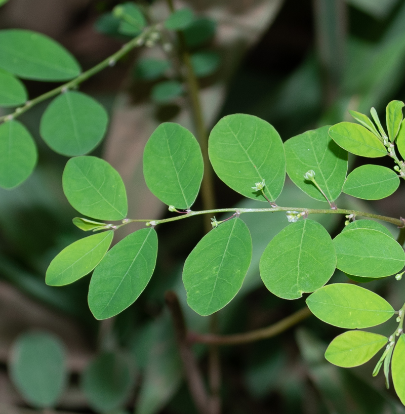 Изображение особи Phyllanthus rotundifolius.