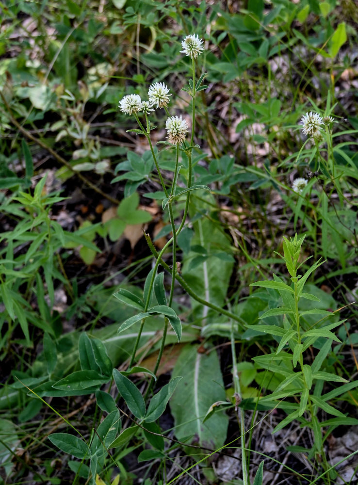 Image of Trifolium montanum specimen.