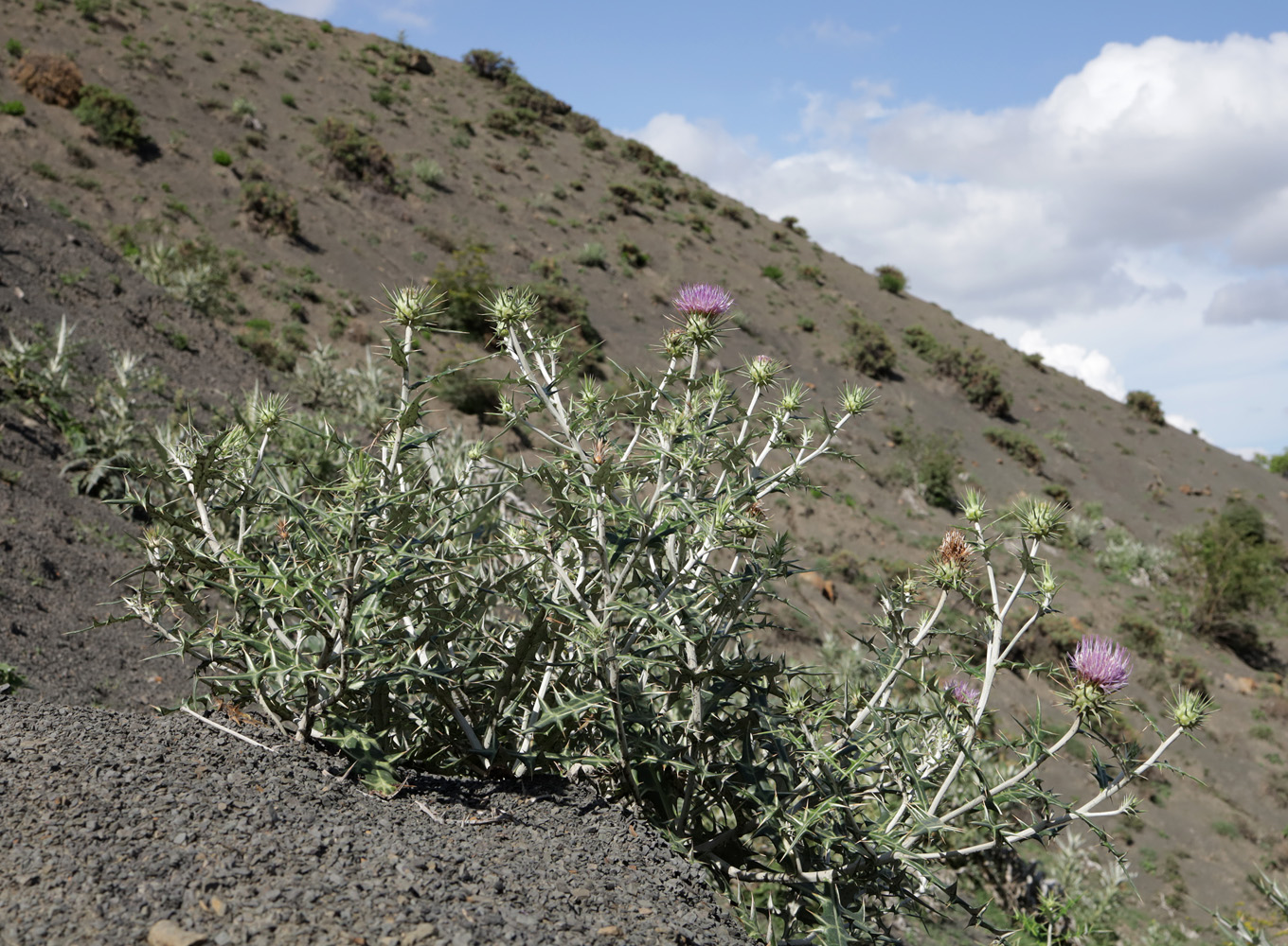 Image of Lamyropsis sinuata specimen.