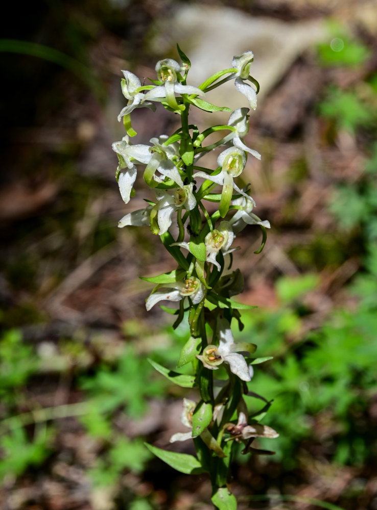 Image of Platanthera chlorantha specimen.