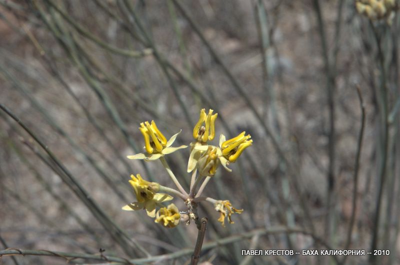 Изображение особи Asclepias subulata.