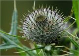 Cirsium vulgare. Развивающееся соцветие и присоцветные листья. Московская обл., Раменский р-н, окр. дер. Хрипань, садовый участок. 11.07.2023.